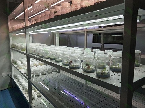 贺州植物组织培养实验室设计建设方案